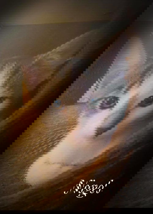 Nigel