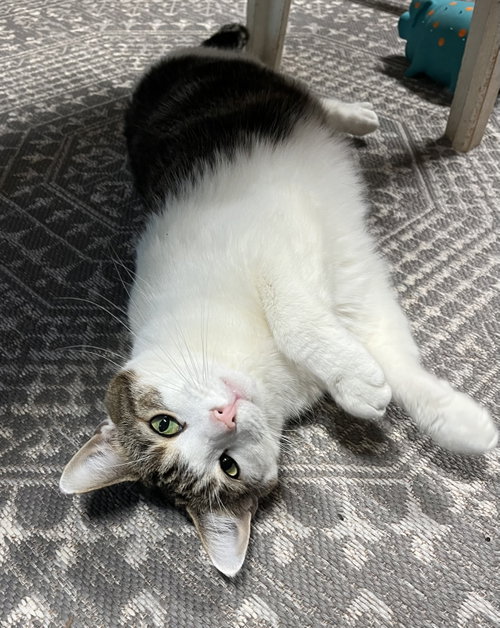 Harold, a cat for adoption from Crossed Paws Animal Shelter