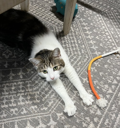 Photo 3 of Harold