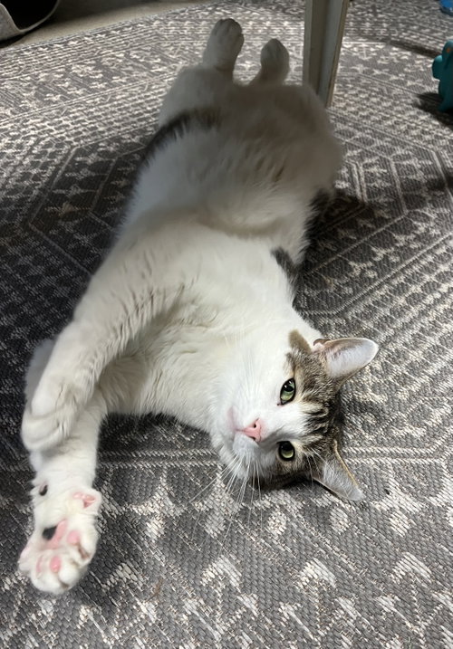Photo 5 of Harold