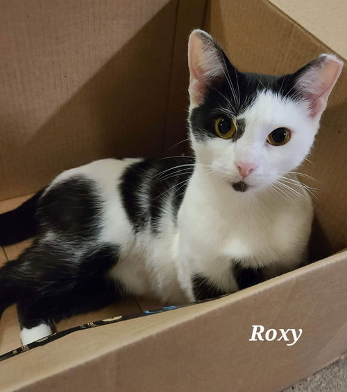 Roxy