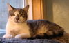 adoptable Cat in Woodsfield, OH named Henry-prefers to not be touched