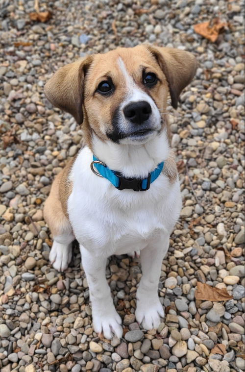 Franklin