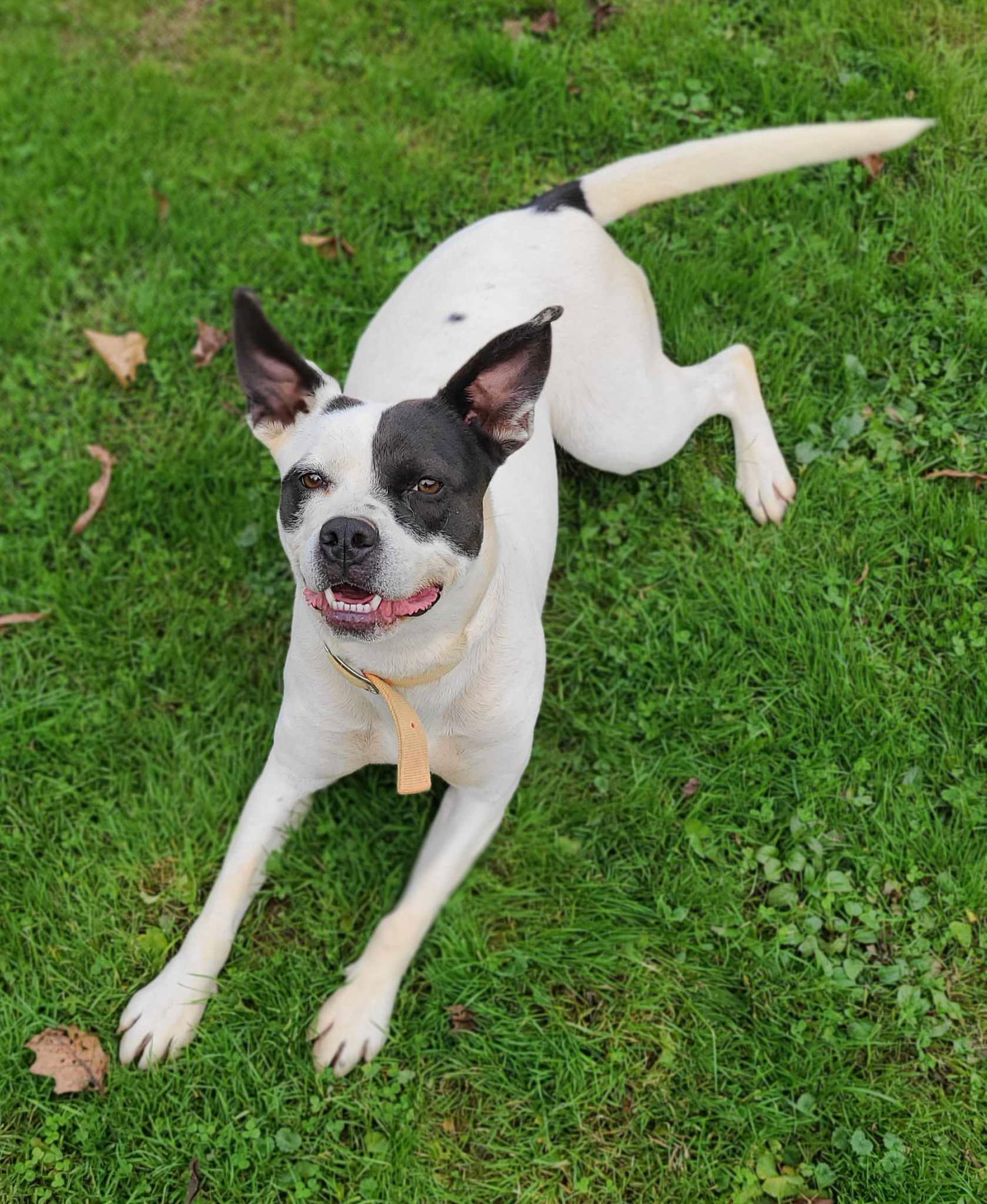 adoptable Dog in Woodsfield, OH named Dixie