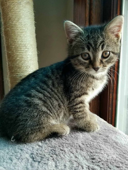 Nutmeg