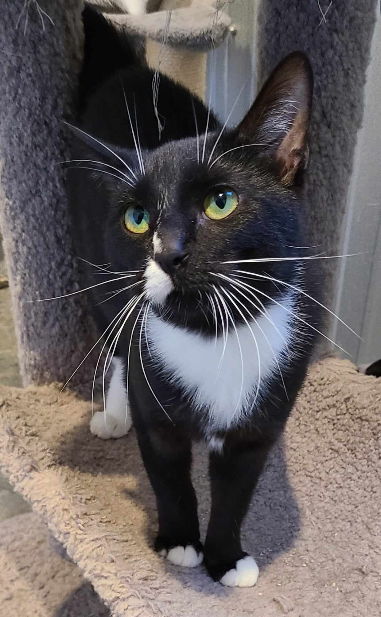 adoptable Cat in Woodsfield, OH named Paula