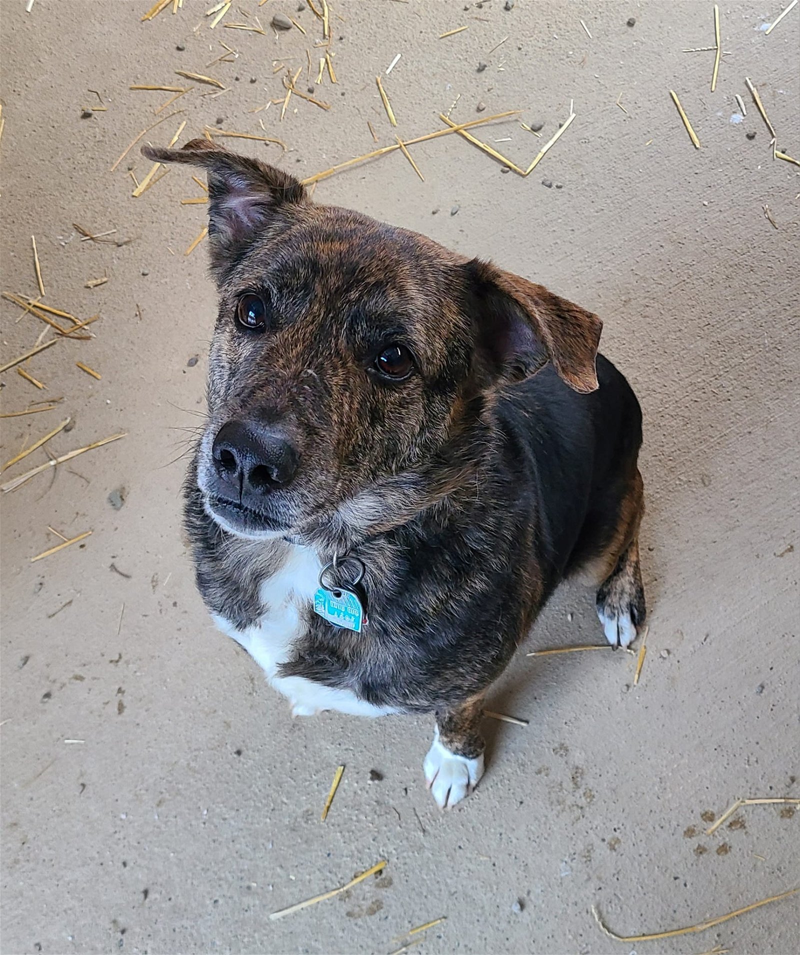 adoptable Dog in Woodsfield, OH named Meatloaf