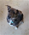 adoptable Dog in woodsfield, OH named Meatloaf