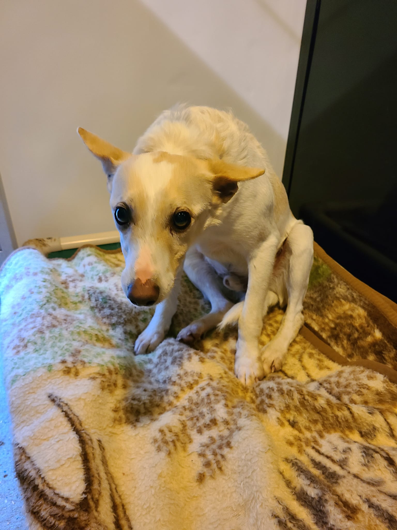 Dog for Adoption PeeWee, a Terrier in Woodsfield, OH Alpha Paw