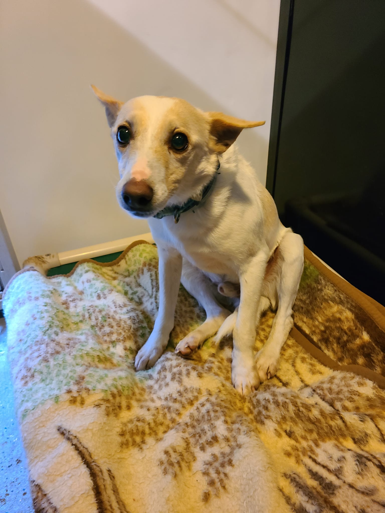 Dog for Adoption PeeWee, a Terrier in Woodsfield, OH Alpha Paw