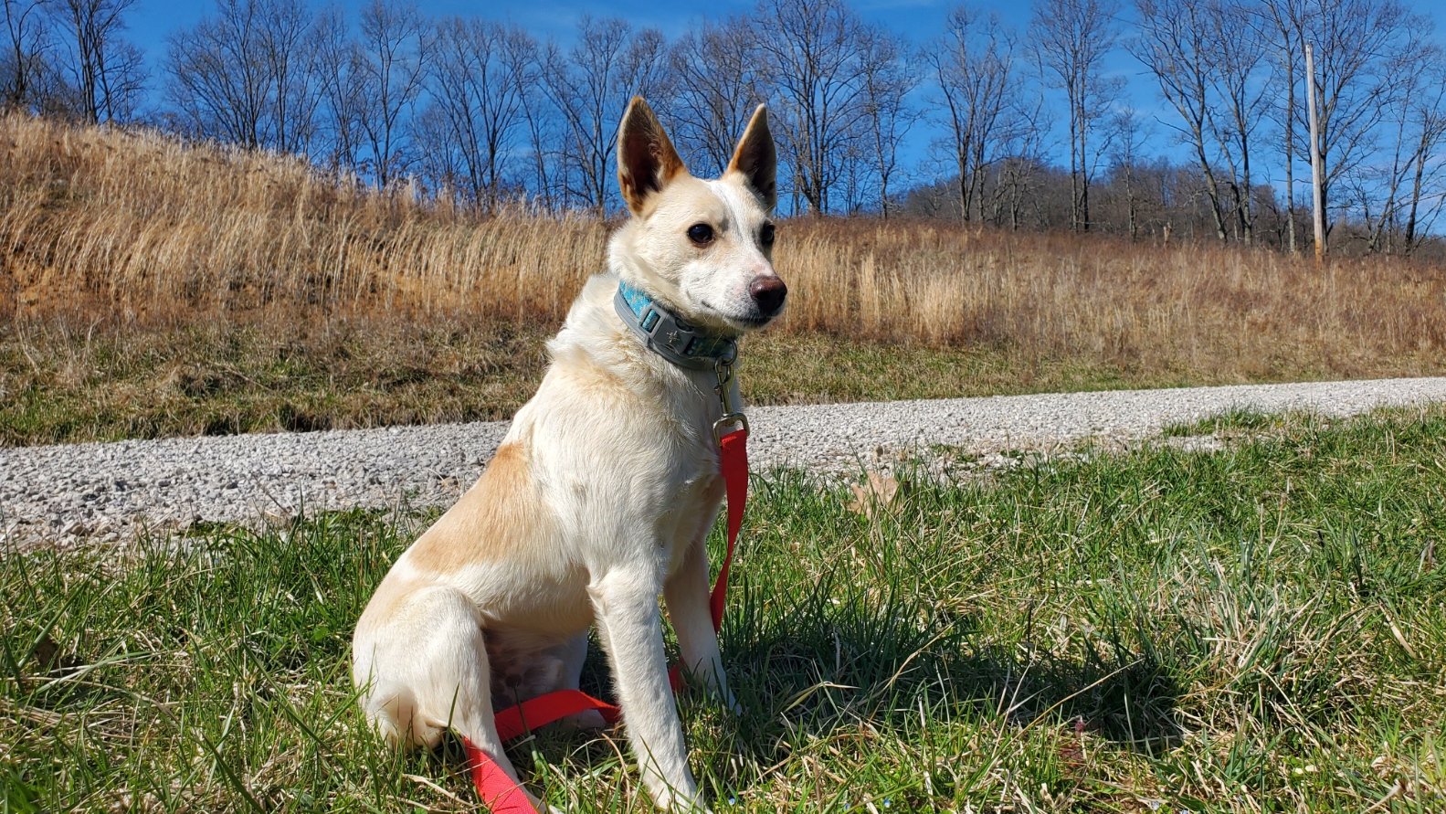 adoptable Dog in Woodsfield, OH named PeeWee