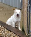 adoptable Dog in woodsfield, OH named Nova