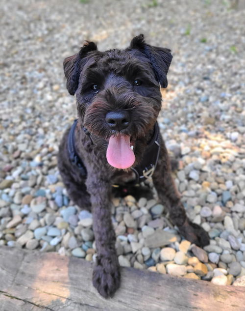 Tucker