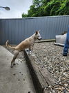 adoptable Dog in  named Chico