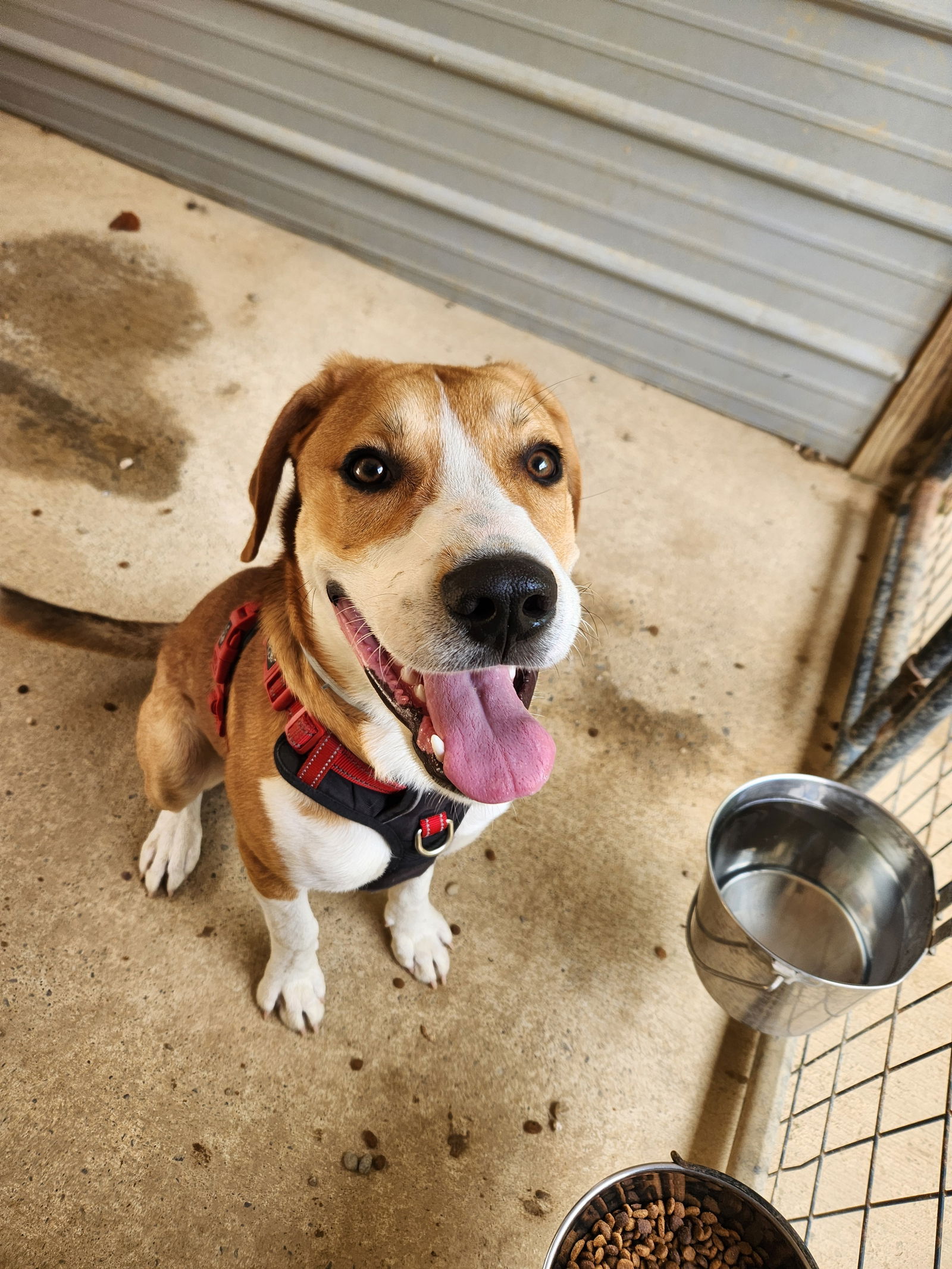 adoptable Dog in Woodsfield, OH named Buster