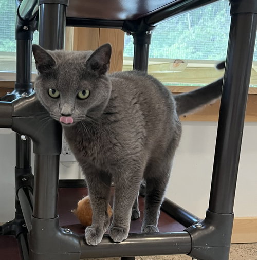 picture of the cat needing adoption