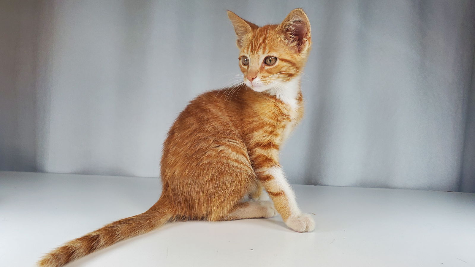 adoptable Cat in Woodsfield, OH named Benjamin