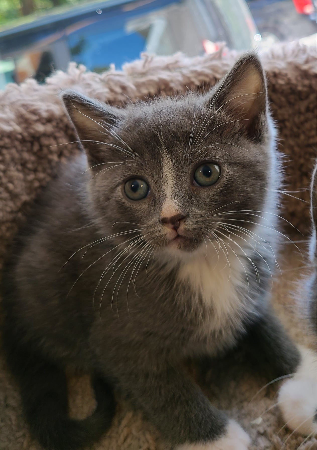 adoptable Cat in Woodsfield, OH named Philip