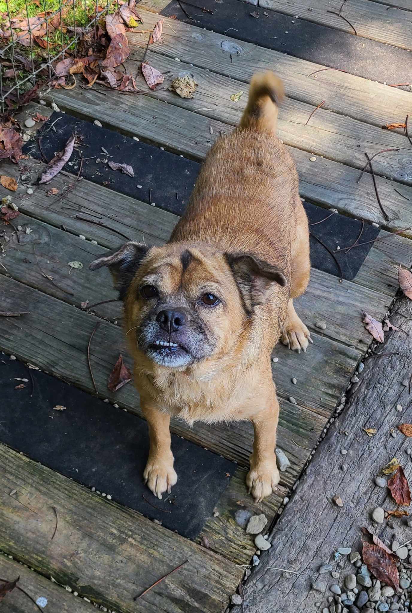 adoptable Dog in Woodsfield, OH named Daisy