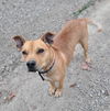 adoptable Dog in woodsfield, OH named Katie