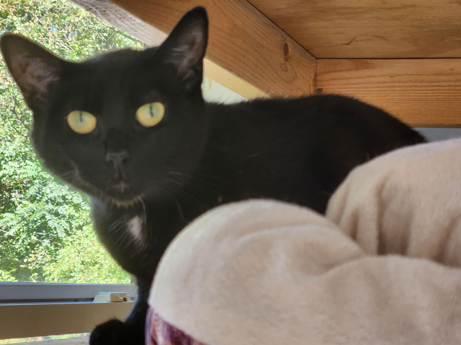 adoptable Cat in Woodsfield, OH named Zero