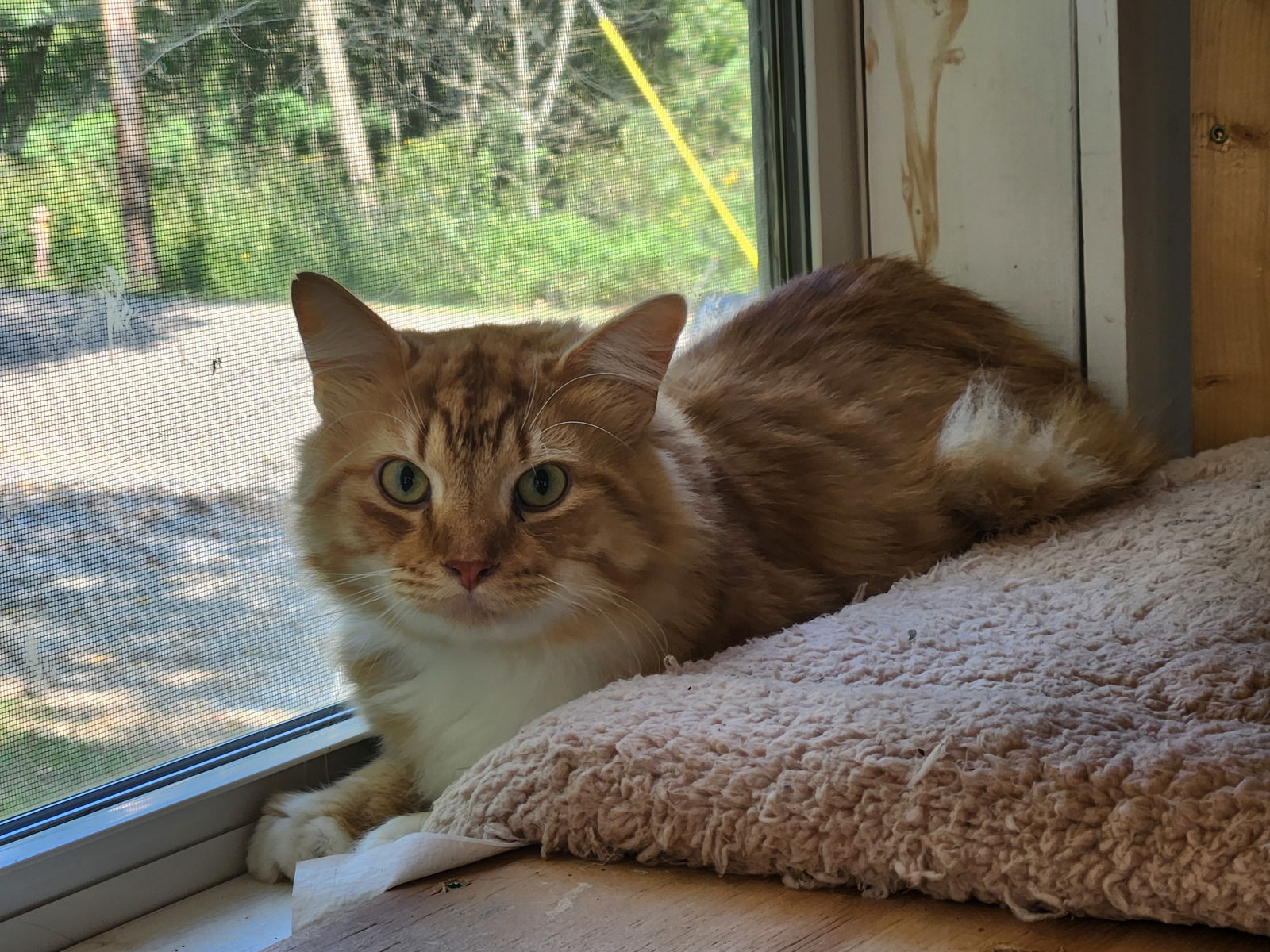 adoptable Cat in Woodsfield, OH named Garfield