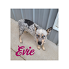 adoptable Dog in woodsfield, OH named Evie