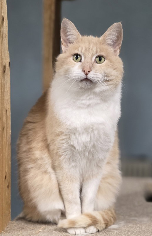 Olive, photo 8