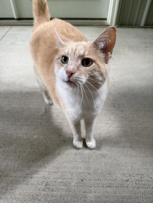 picture of the cat needing adoption