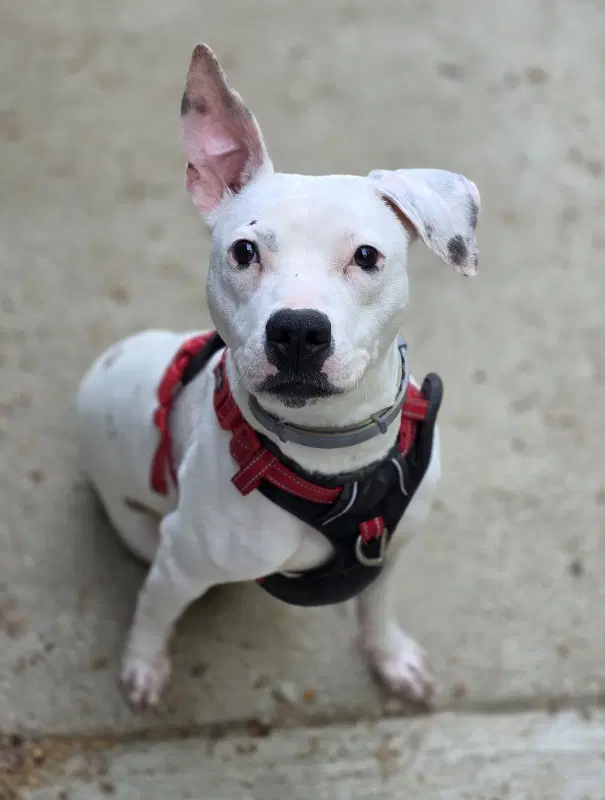 Patty Cakes - Pit Bull Terrier
