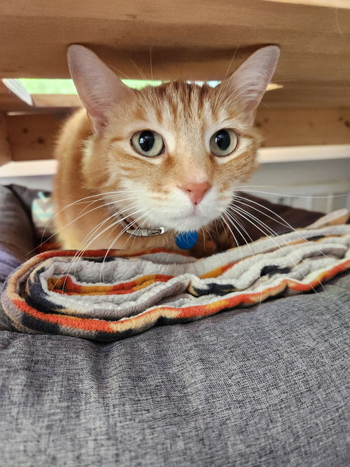 Chester
