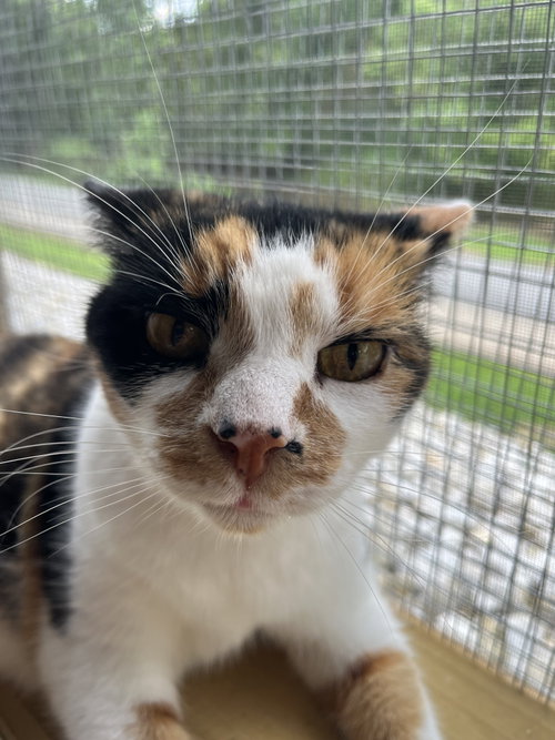 Mary Francis, a cat for adoption from Crossed Paws Animal Shelter