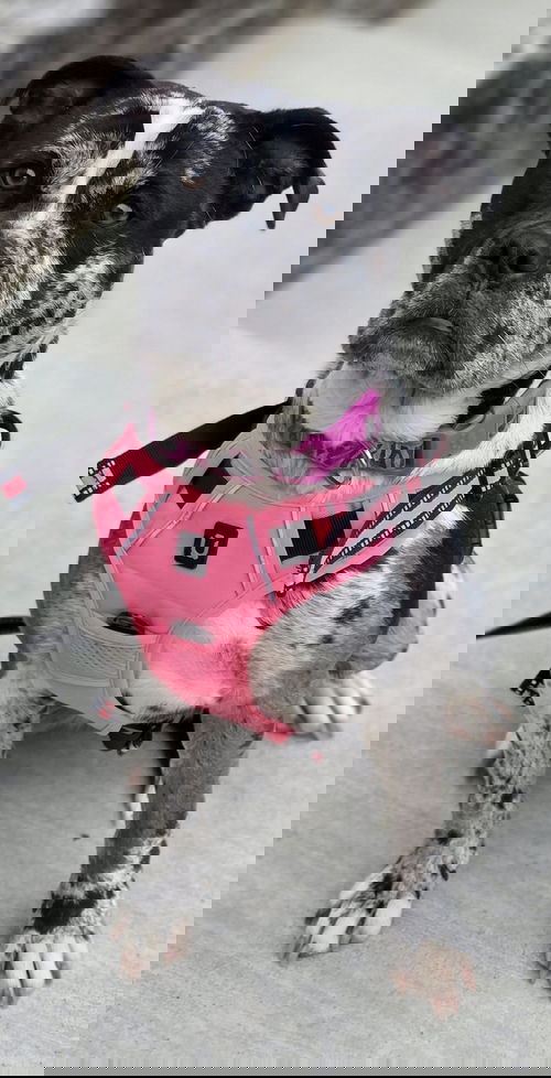Bonnie
