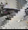 Raven