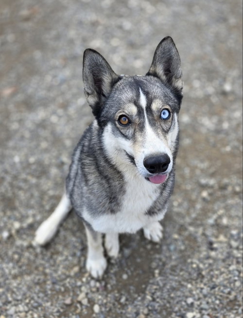 RAVEN - Siberian Husky available for adoption