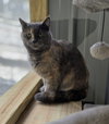Kitty Hawk - Photo 3