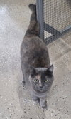 Kitty Hawk - Photo 1