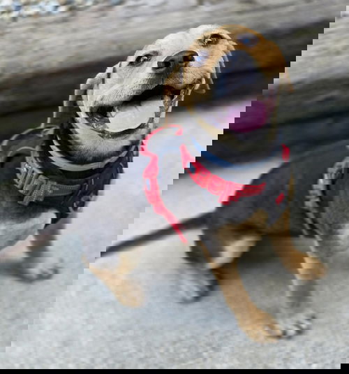 Jillie