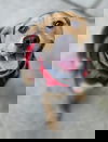 Jillie