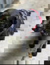 Gus