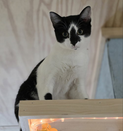 JACKSON - Domestic Short Hair available for adoption