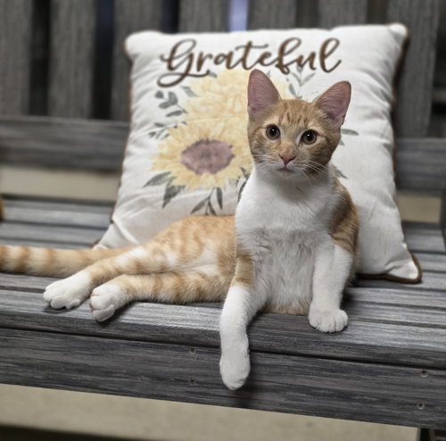 DALLAS - Domestic Short Hair available for adoption
