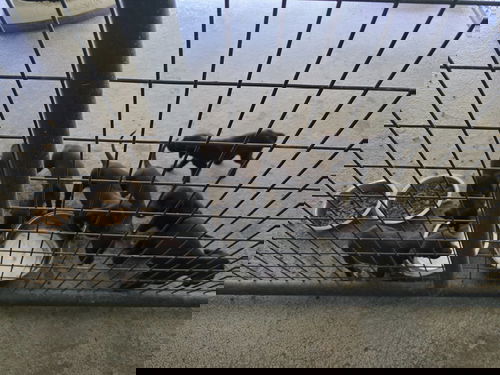 Puppy1