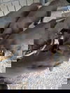 Puppy1