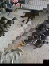Puppy1