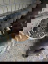 Puppy1