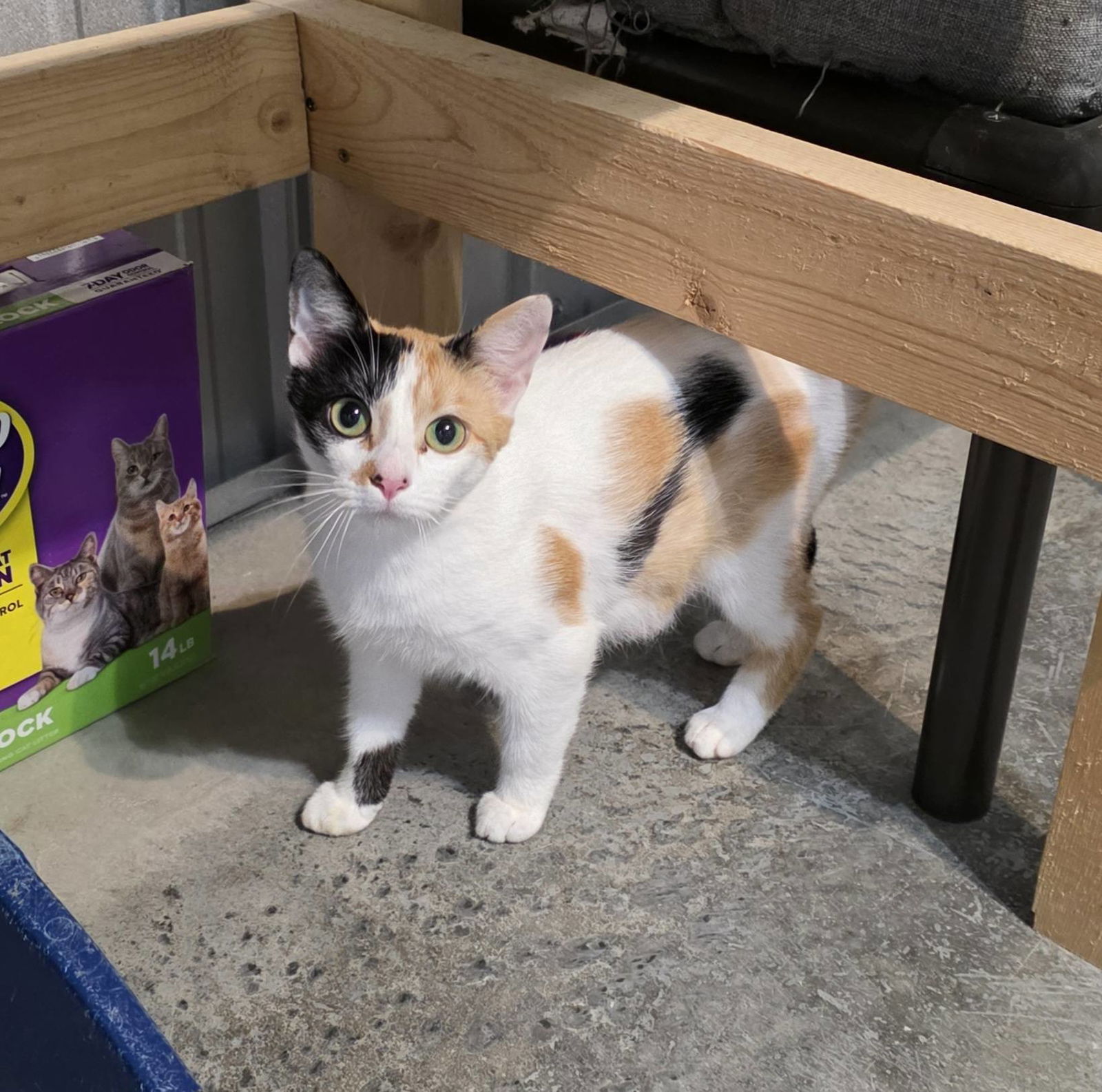 adoptable Cat in Woodsfield, OH named Ashley