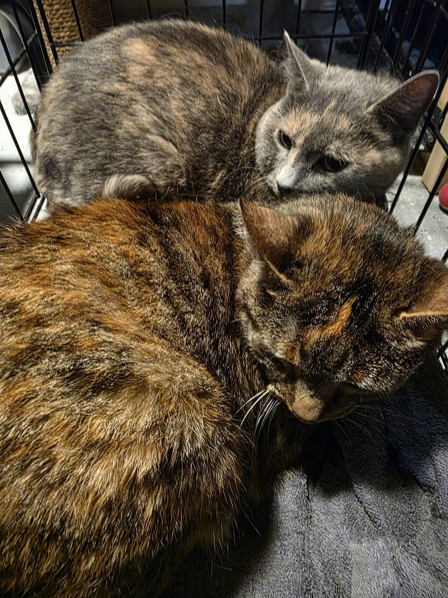 adoptable Cat in Woodsfield, OH named Vanja