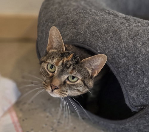 GISELLE - Tabby available for adoption