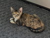 Hazel - Photo 3